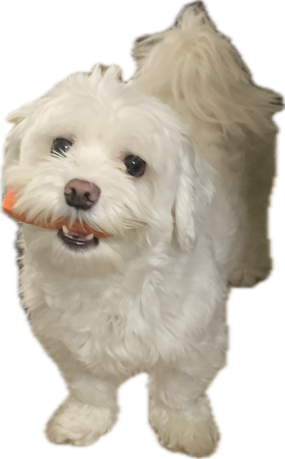 튼튼이