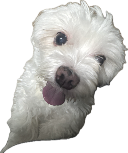 튼튼이